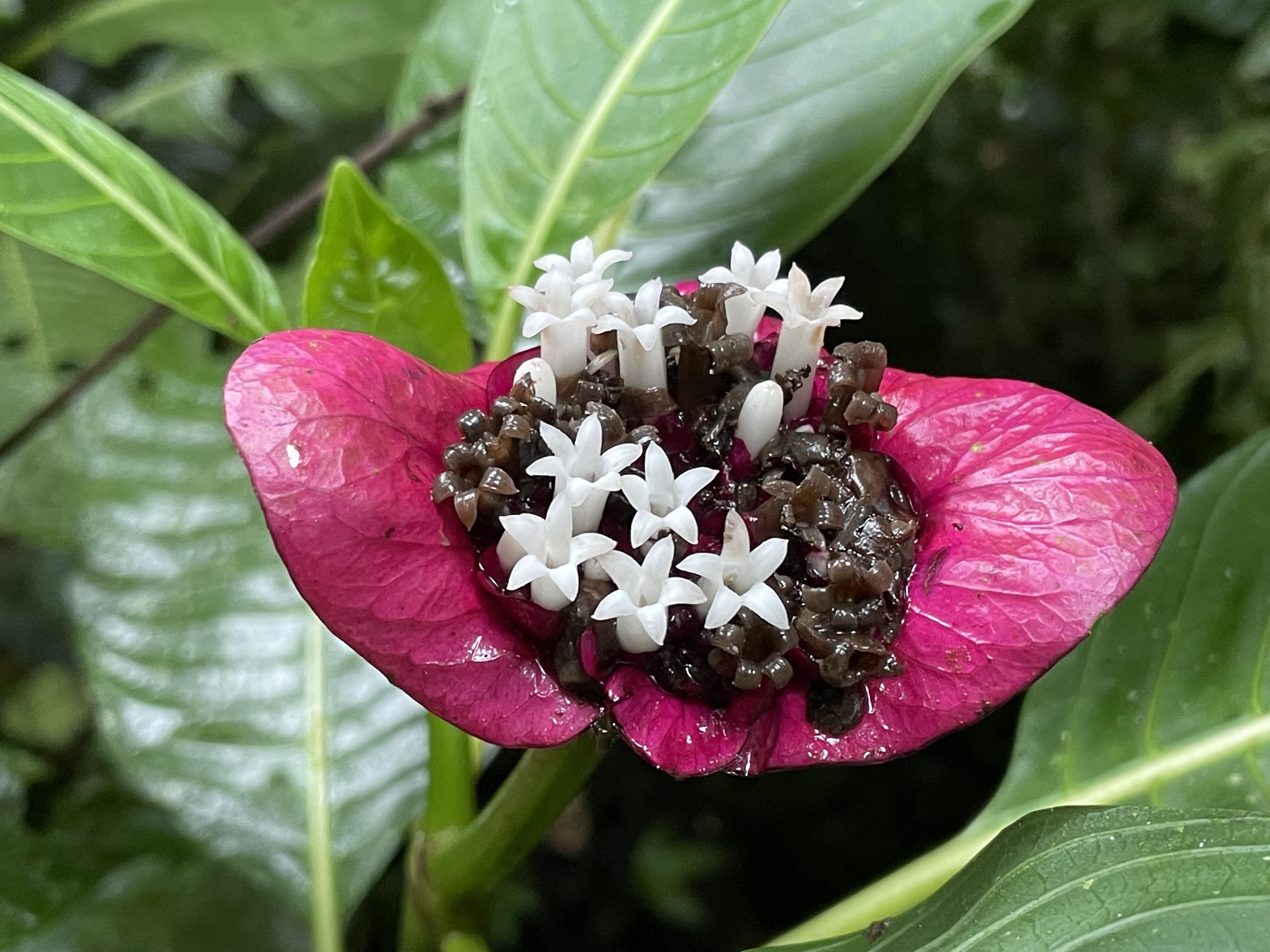 Wild coffee plant (Palicourea) with bright red bracts, commonly known as “hot lips”