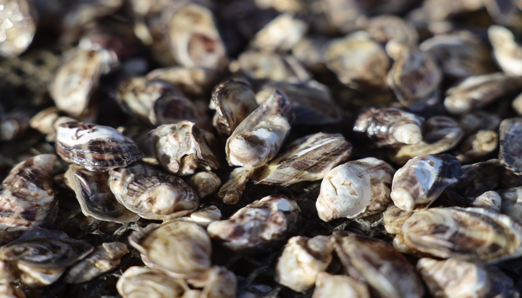 Oyster picture from Adobe Stock Images