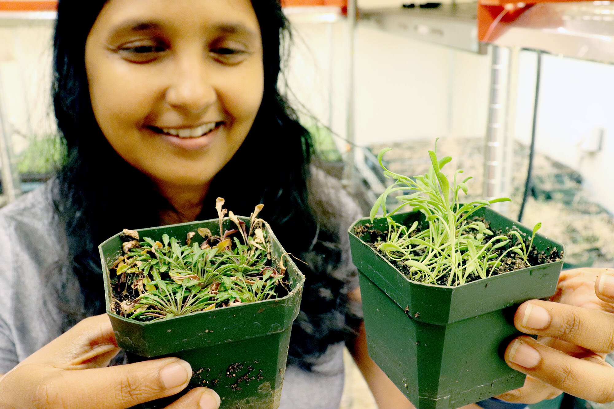 Professor Maheshi Dassanayake from LSU holds model plants Schrenkiella parvula and Eutrema salsugineum used in the NSF Edge research project.