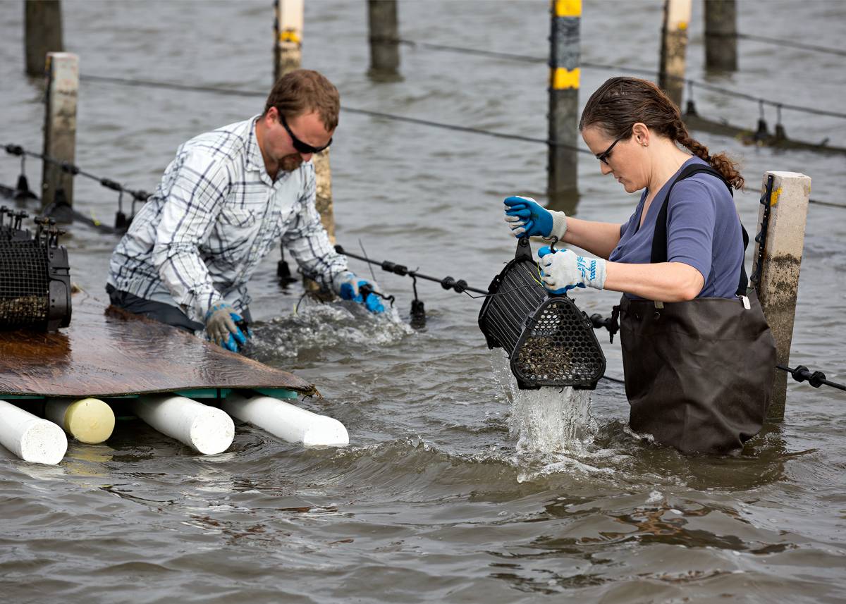 Professor Morgan Kelly of LSU working in the field