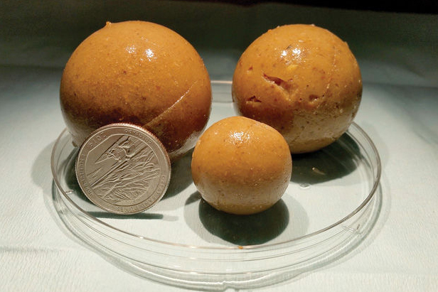 Three pig bait samples in a petri dish with a twenty-five cent coin for scale.