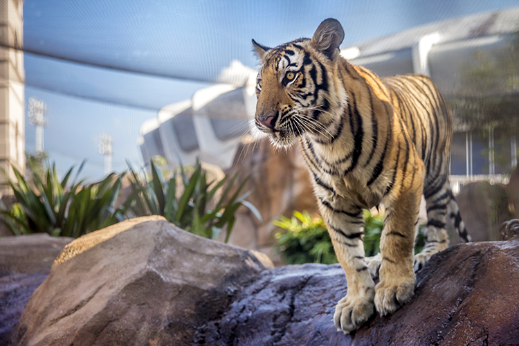 mike the tiger in his habitat