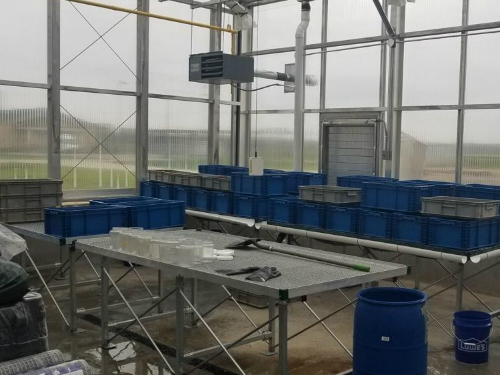 Greenhouse where black soldier flies are used to compost food waste