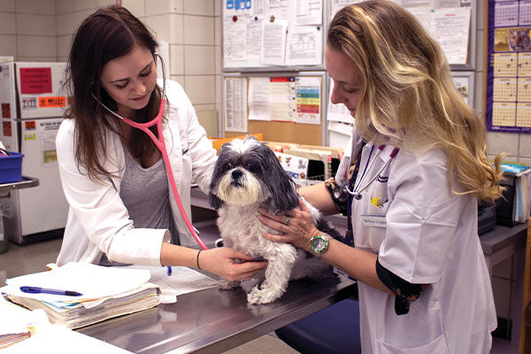 medical exam of a dog