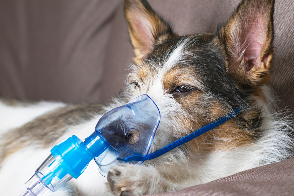 dog getting breathing treatment