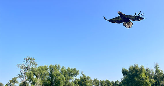 eagle release