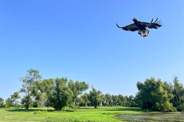 juvenile eagle flies after release