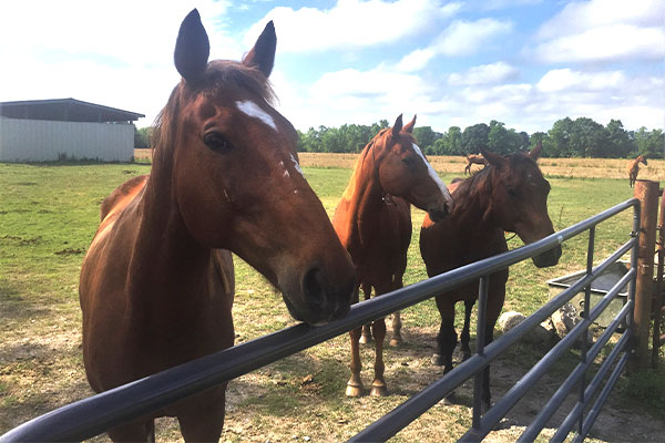 horses in a paddock