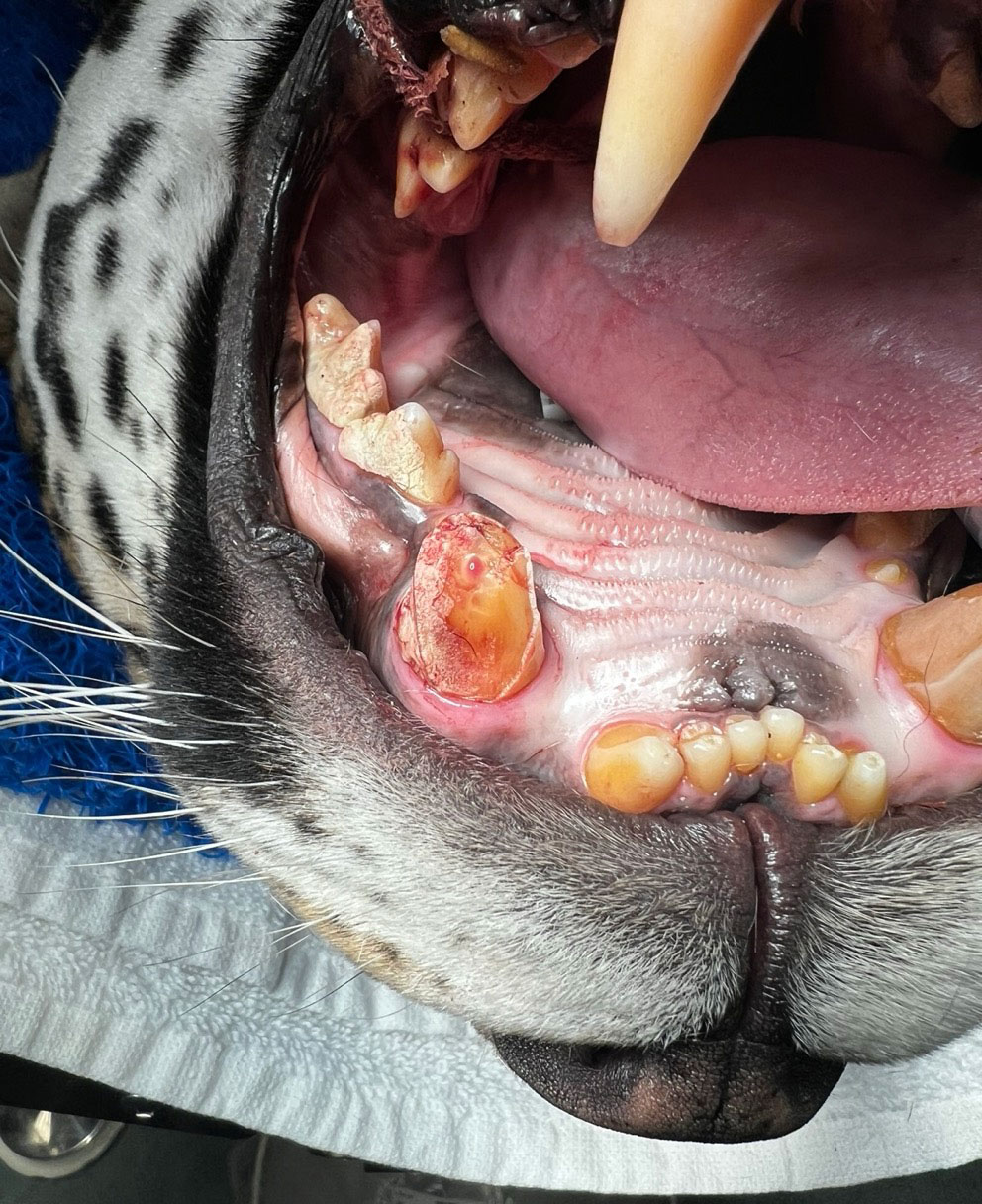 close-up of broken tooth