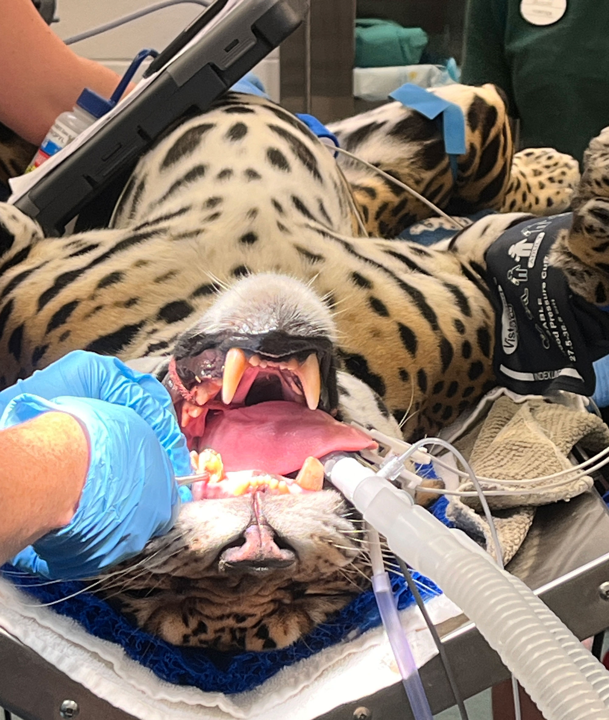 jaguar's broken tooth