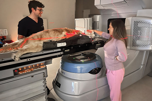 canine patient on linear accelerator table