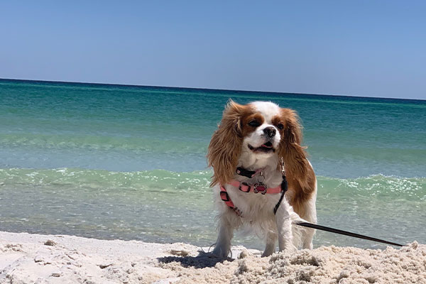 Paisley at the beach