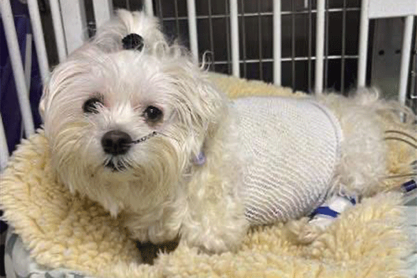Maggie, a Maltese, in the ICU