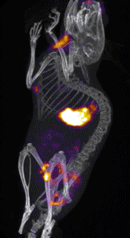 revolving image of mouse CT image