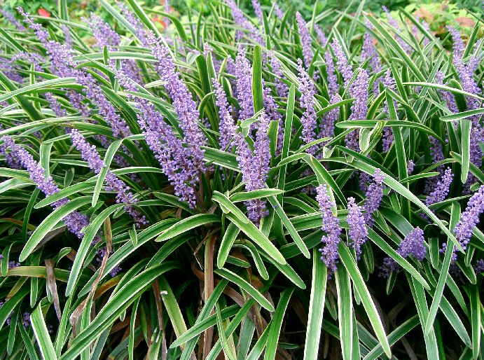 are liriope berries poisonous to dogs
