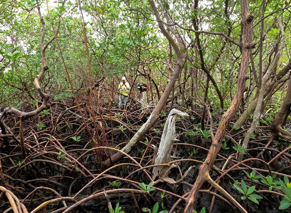 Red mangroves have massive prop root systems